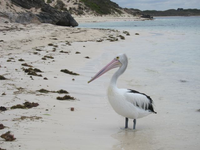 2018_01_16 Rottnest Island (33)