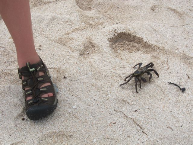 2018_01_16 Rottnest Island (48)