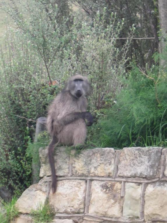 18 Baboonscome to dinner, Golden Gate (3)